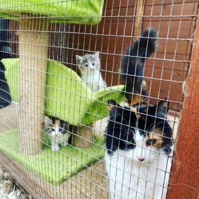 cattery accommodation essex corringham
