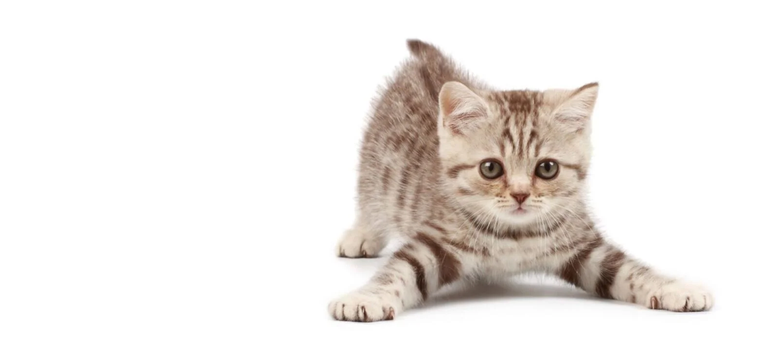 kitten cat cattery