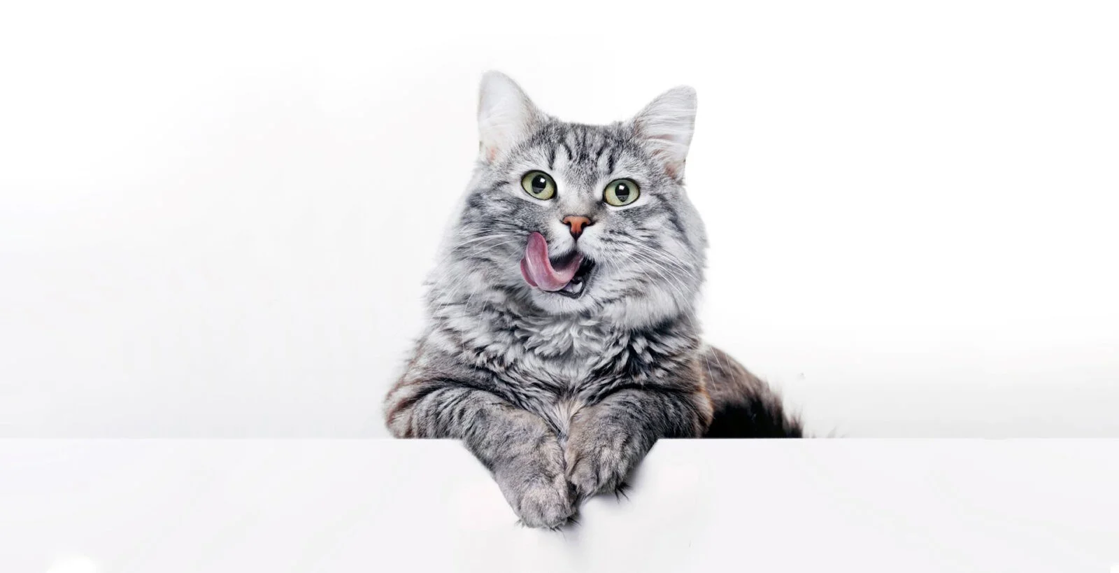 essex cattery accomodation cat