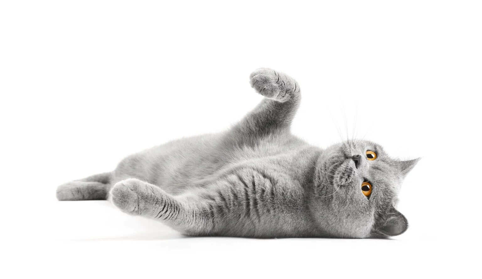 cattery essex thurrock